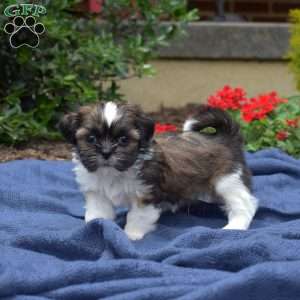 Avocado, Shih Tzu Puppy